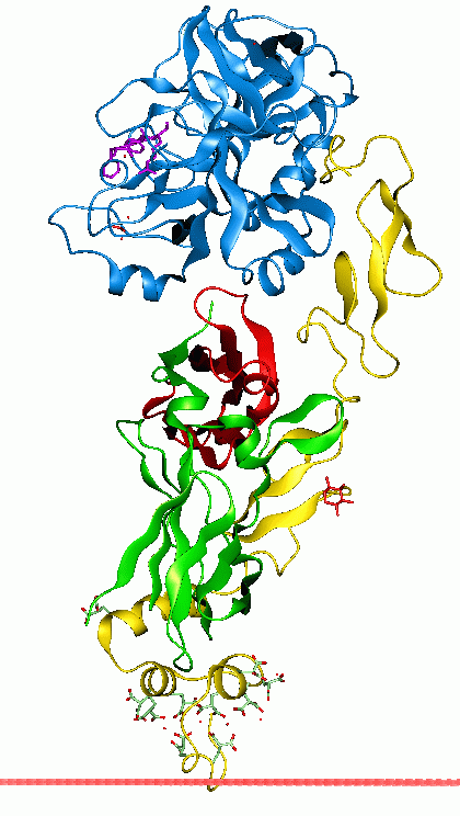 Factor VII - Wikipedia