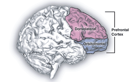 Syndrome frontal — Wikipédia