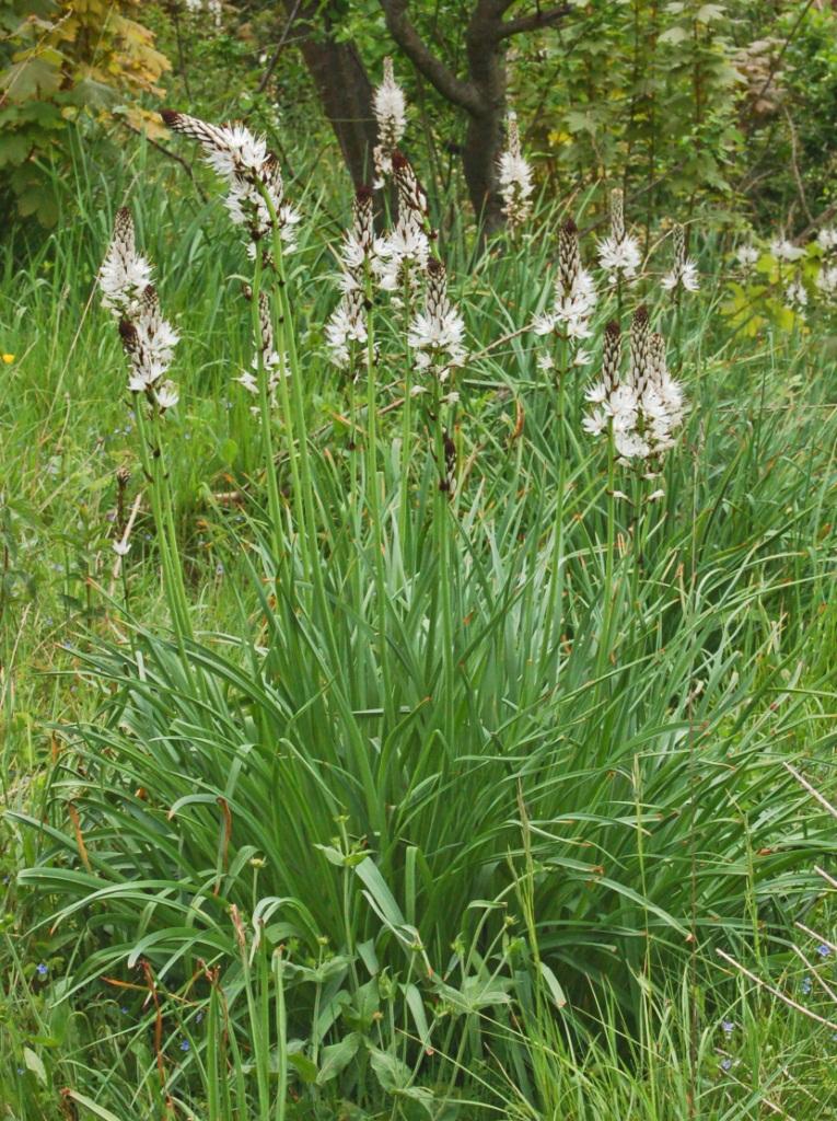 Asphodelaceae - Wikipedia