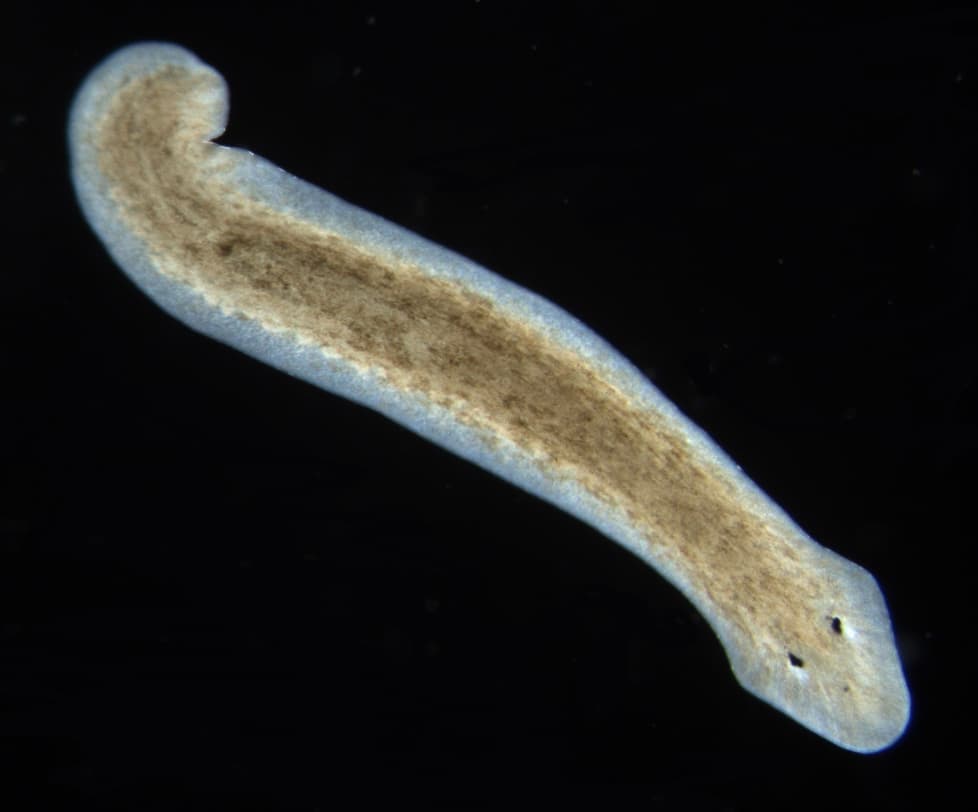 Planarian - Wikipedia