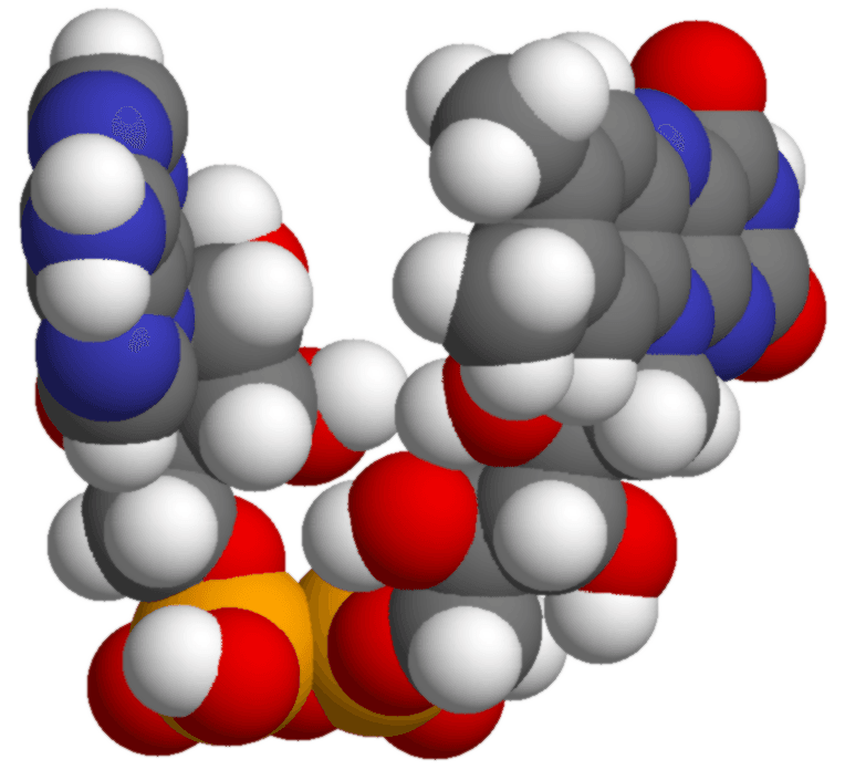 Flavin adenine dinucleotide - Wikipedia