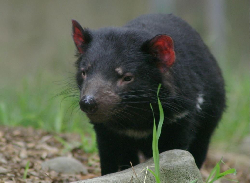 Diable de Tasmanie — Wikipédia