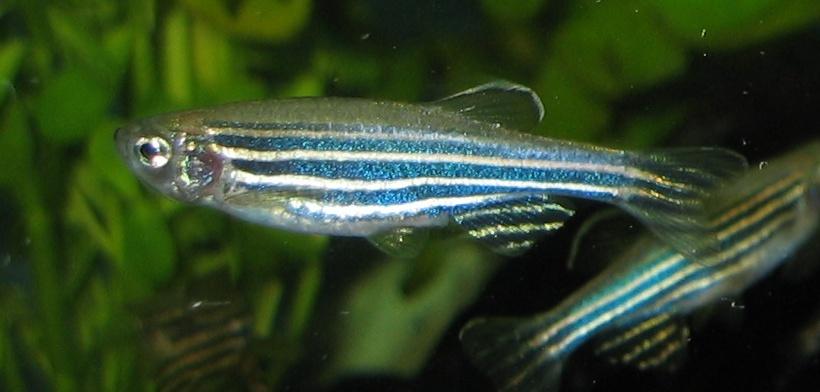 Zebrafish - Wikipedia