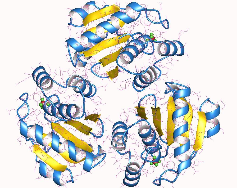 Protéine tyrosine phosphatase — Wikipédia