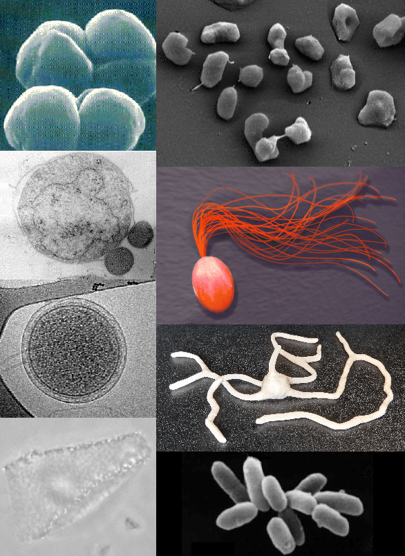 Archaea - Wikipedia