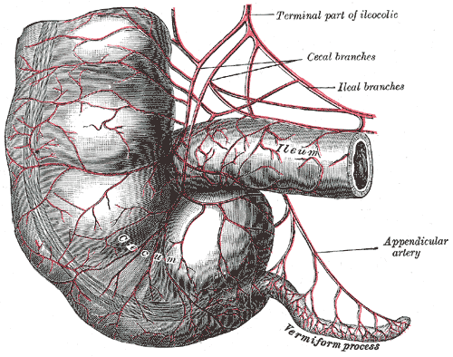 Vestigiality - Wikipedia