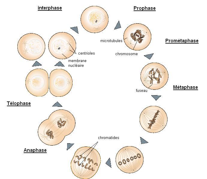 Fuseau mitotique — Wikipédia