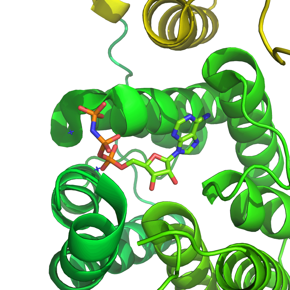 Kinase - Wikipedia