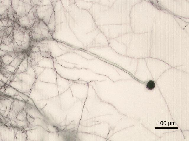 Aspergillus niger — Wikipédia