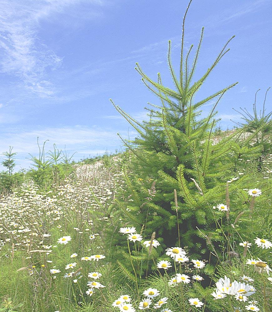 Afforestation — Wikipédia