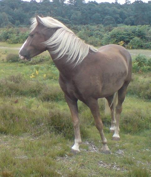 New Forest pony - Wikipedia