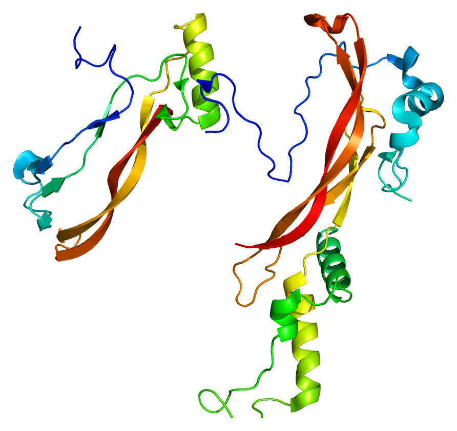 Noggin (protein) - Wikipedia