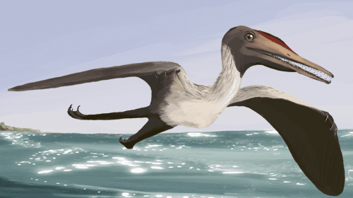Timeline of pterosaur research - Wikipedia