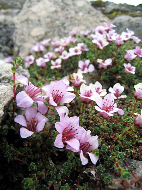 Saxifragales — Wikipédia