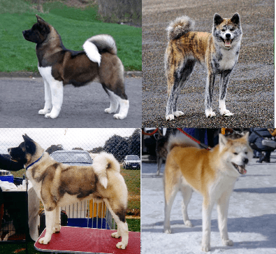 Akita (dog breed) - Wikipedia