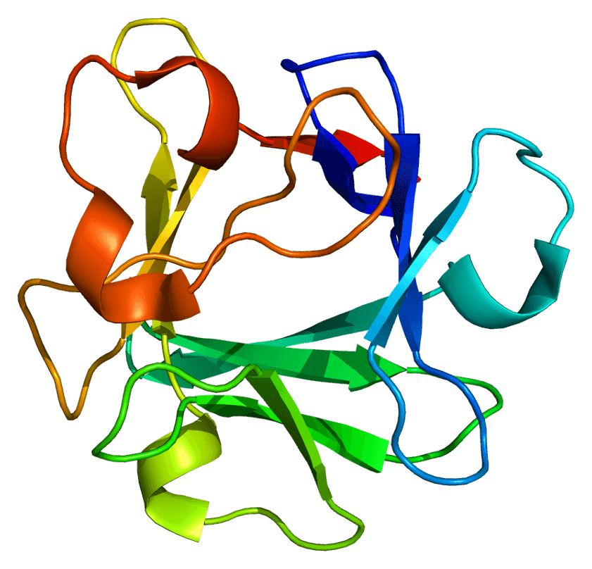 Fibroblast growth factor 2 - Wikipedia