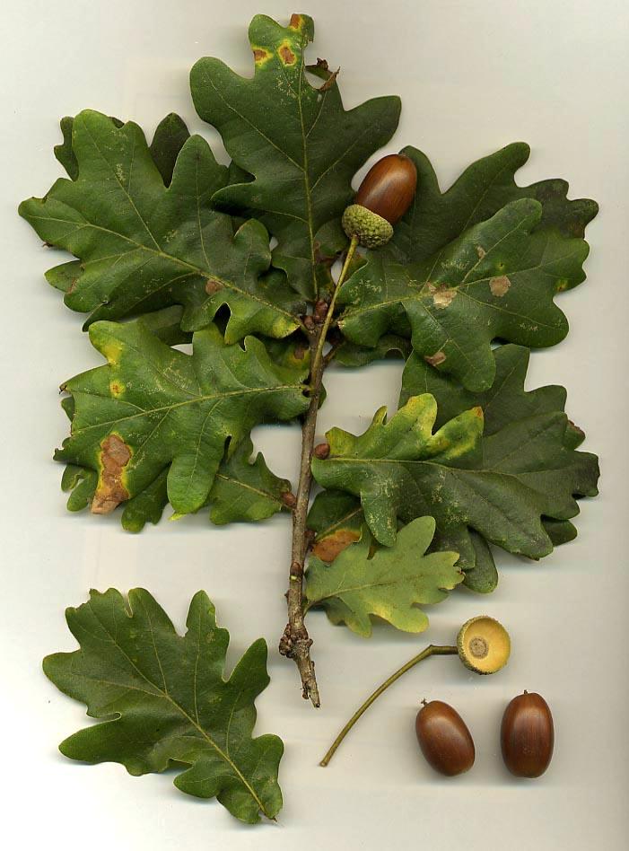 Oak - Wikipedia