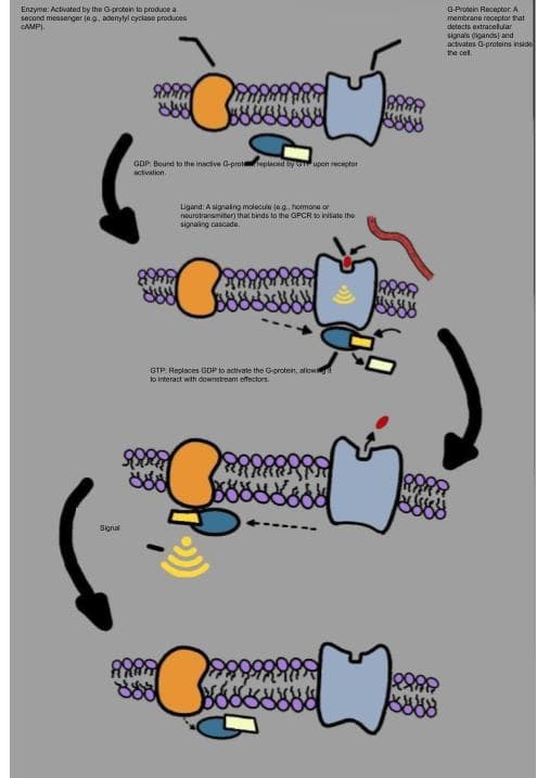 Cell signaling - Wikipedia