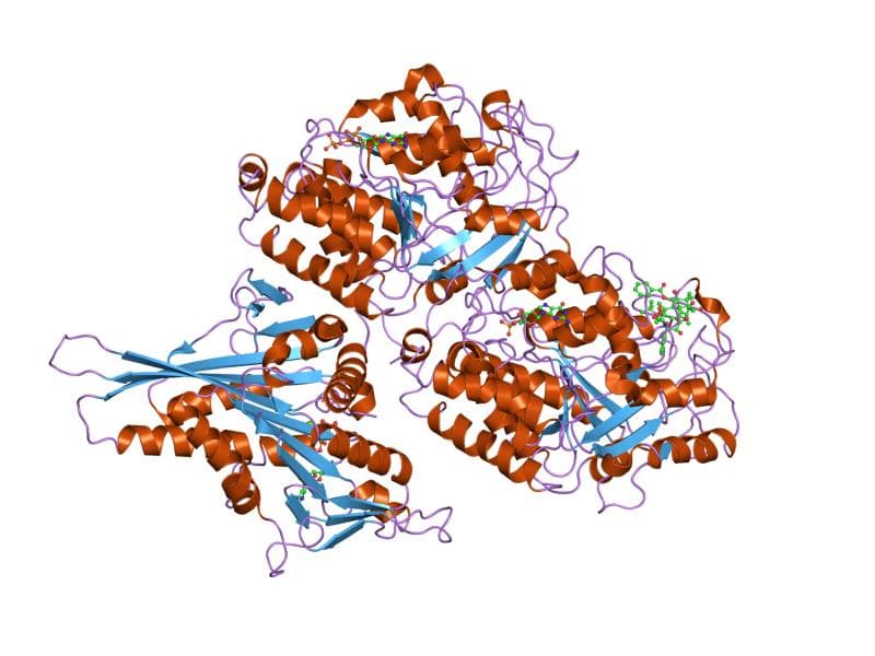 Tubulin - Wikipedia