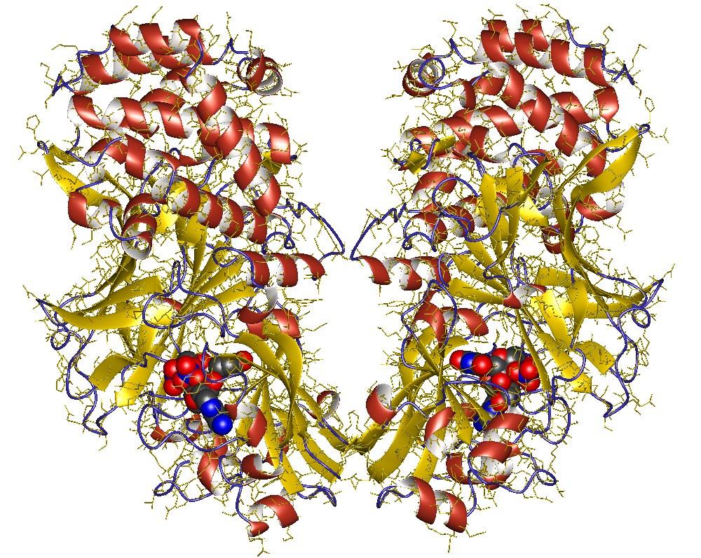 Toxine diphtérique — Wikipédia