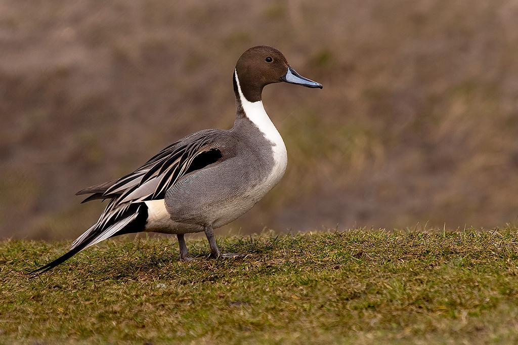 Canard pilet — Wikipédia