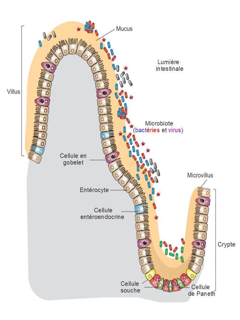 Épithélium intestinal — Wikipédia