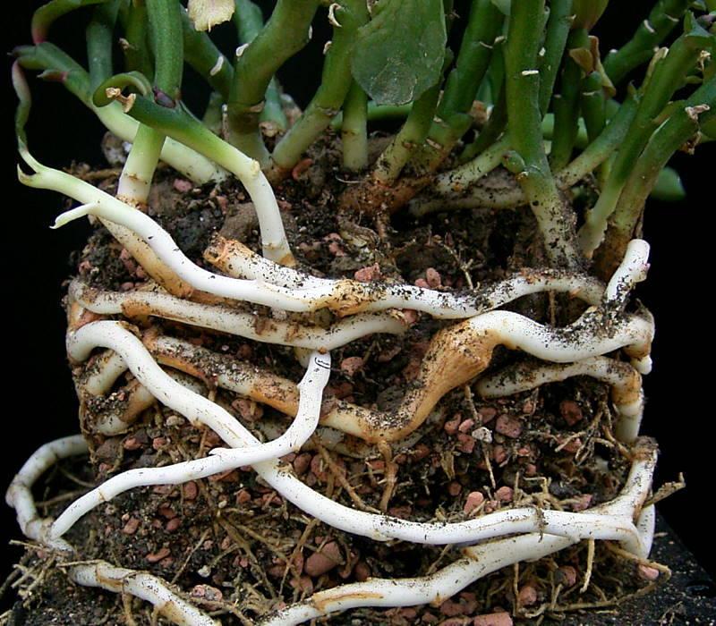 Rhizome - Wikipedia