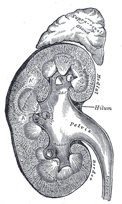 Néphrologie — Wikipédia