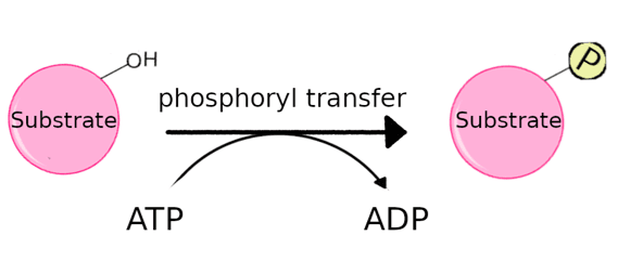 Protéine-kinase — Wikipédia