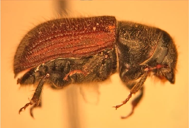 Dendroctonus rufipennis - Wikipedia