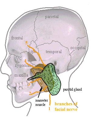 Parotid gland - Wikipedia