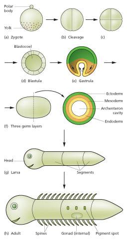 Animal embryonic development - Wikipedia
