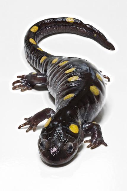 Salamander - Wikipedia