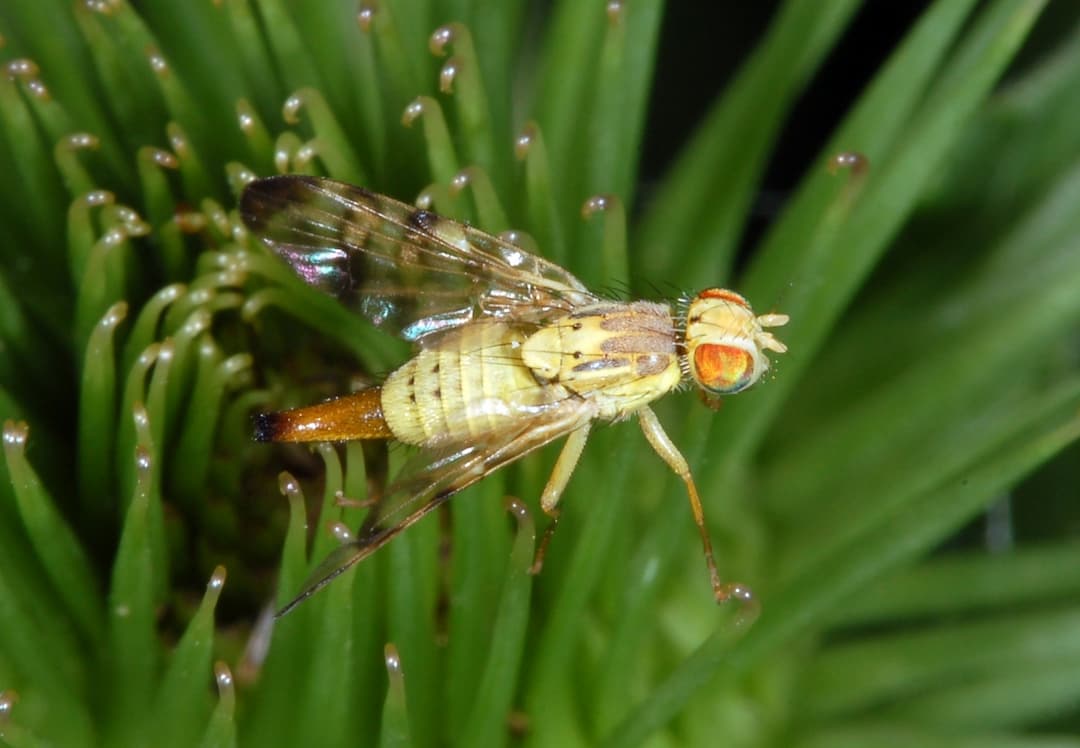 Tephritidae — Wikipédia