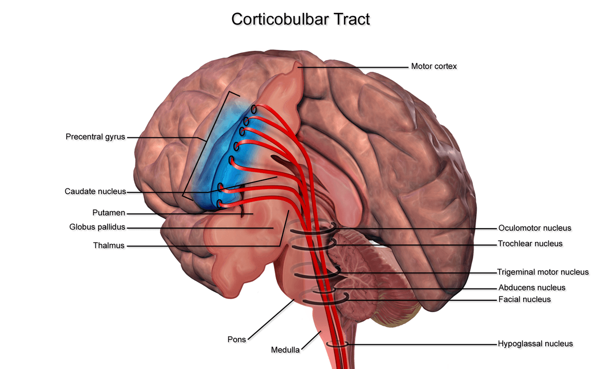 Corticobulbar tract - Wikipedia