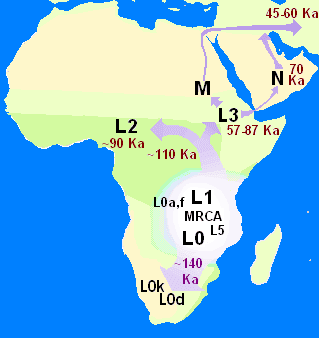 Mitochondrial Eve - Wikipedia