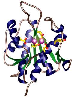 Exonucléase — Wikipédia