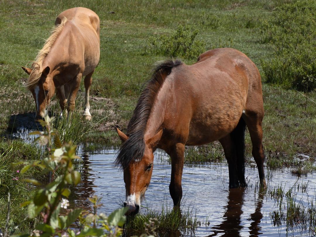 New Forest (cheval) — Wikipédia