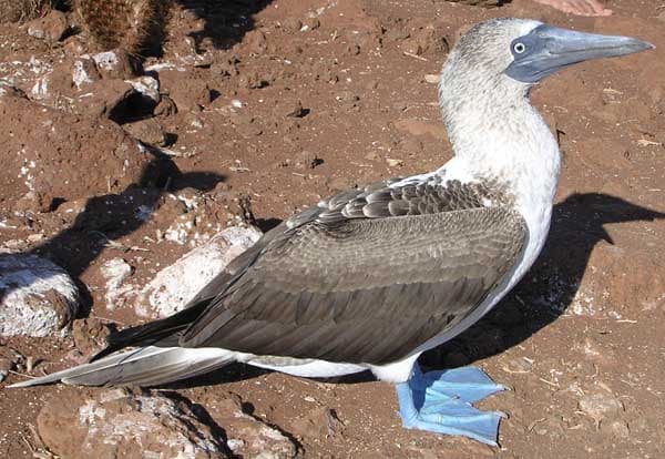 Sula (oiseau) — Wikipédia