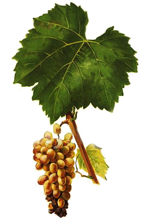 Furmint — Wikipédia