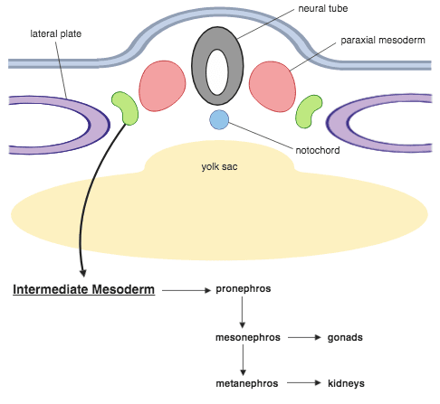 Intermediate mesoderm - Wikipedia