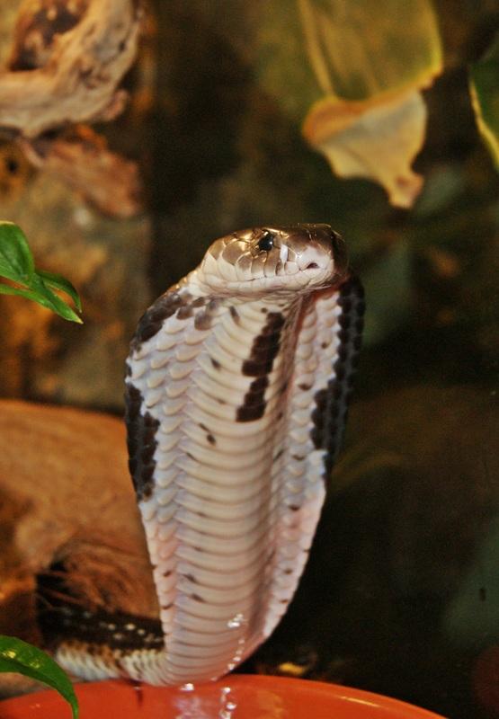 Indochinese spitting cobra - Wikipedia