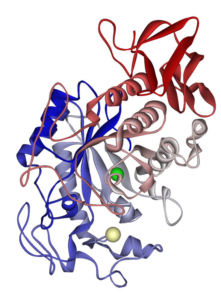 Glycoside hydrolase — Wikipédia