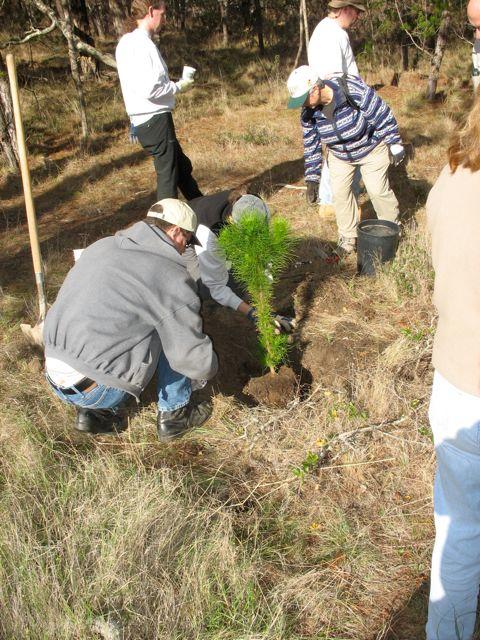 Urban reforestation - Wikipedia