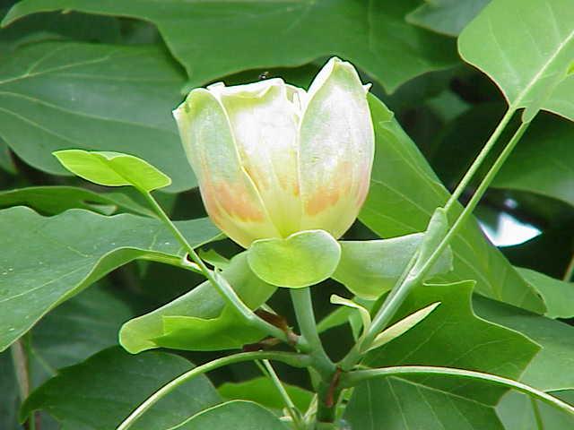 Liriodendron — Wikipédia