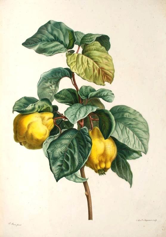 Quince - Wikipedia