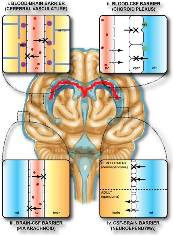 Blood–brain barrier - Wikipedia