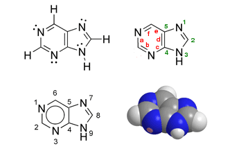 Purine — Wikipédia