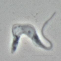 Trypanosoma brucei - Wikipedia