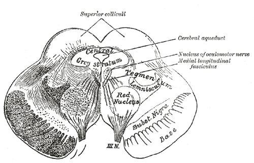 Aire tegmentale ventrale — Wikipédia